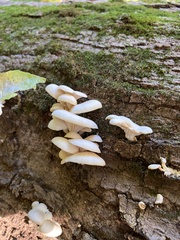 Pleurotus pulmonarius