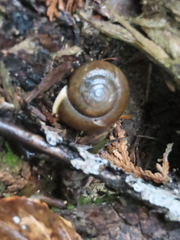 Neohelix albolabris