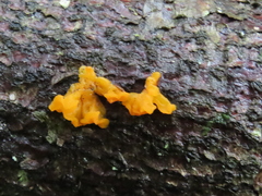Dacrymyces chrysospermus