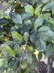 Capnodiaceae
