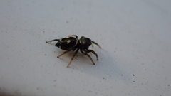Heliophanus apiatus