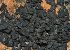 Lathagrium auriforme