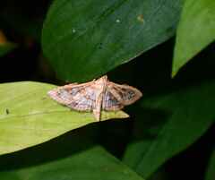 Sameodes