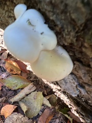 Pleurotus pulmonarius