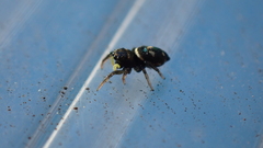 Heliophanus apiatus