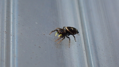 Heliophanus apiatus
