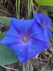 Ipomoea indica