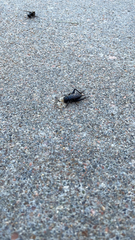 Gryllus pennsylvanicus