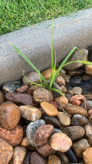 Cyperus rotundus