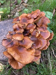 Physalacriaceae