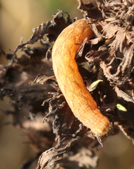 Lacanobia contigua