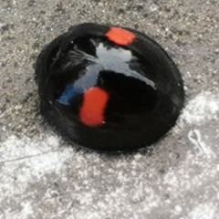 Chilocorus renipustulatus