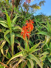 Aloe arborescens