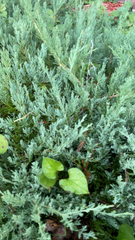 Juniperus horizontalis