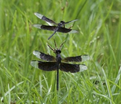 Erythrodiplax funerea