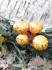 Pholiota aurivella