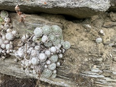 Sempervivum arachnoideum