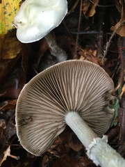 Stropharia