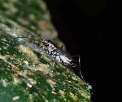 Cicindelinae