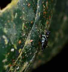 Cicindelinae