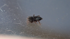 Zelotinae