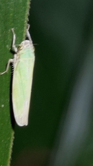 Cofana