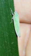 Cofana