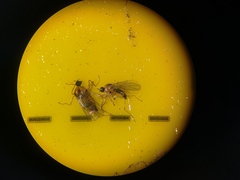 Elaphropeza ephippiata