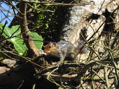 Funambulus tristriatus