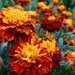 French Marigold - Photo (c) inyucho, some rights reserved (CC BY)