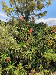 Aloe arborescens