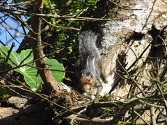 Funambulus tristriatus