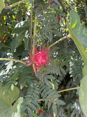 Calliandra