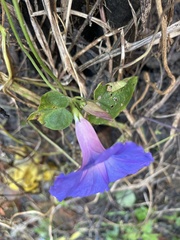 Ipomoea indica