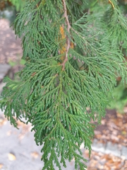 Chamaecyparis pisifera