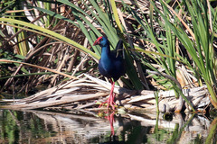 Porphyrio madagascariensis