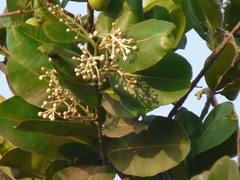 Calophyllum inophyllum