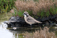 Charadrius pecuarius
