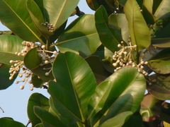 Calophyllum inophyllum