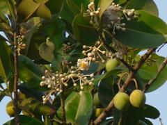 Calophyllum inophyllum