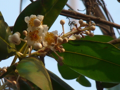 Calophyllum inophyllum