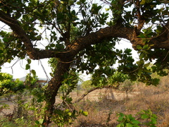 Calophyllum inophyllum