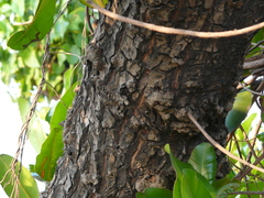 Calophyllum inophyllum