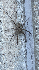 Pardosa
