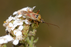 Calocoris roseomaculatus
