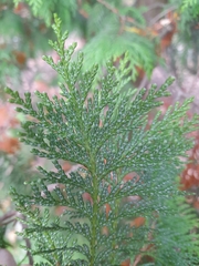 Chamaecyparis pisifera