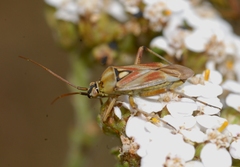 Calocoris roseomaculatus