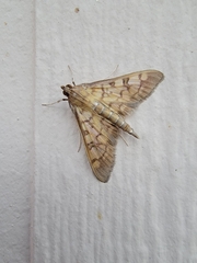 Mimorista subcostalis
