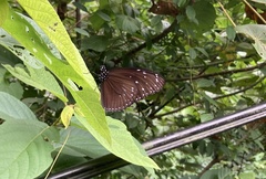 Euploea mulciber barsine