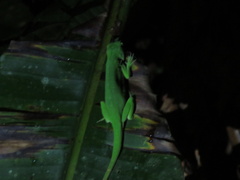 Anolis biporcatus